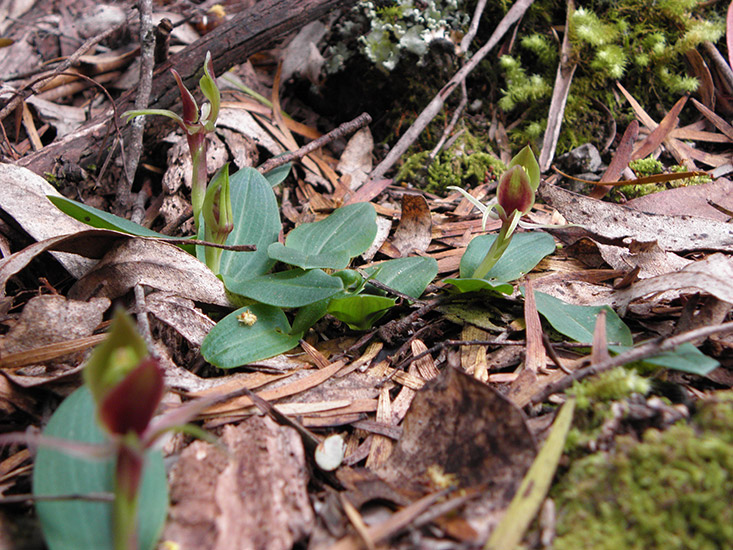 Common Bird Orchid Cluster