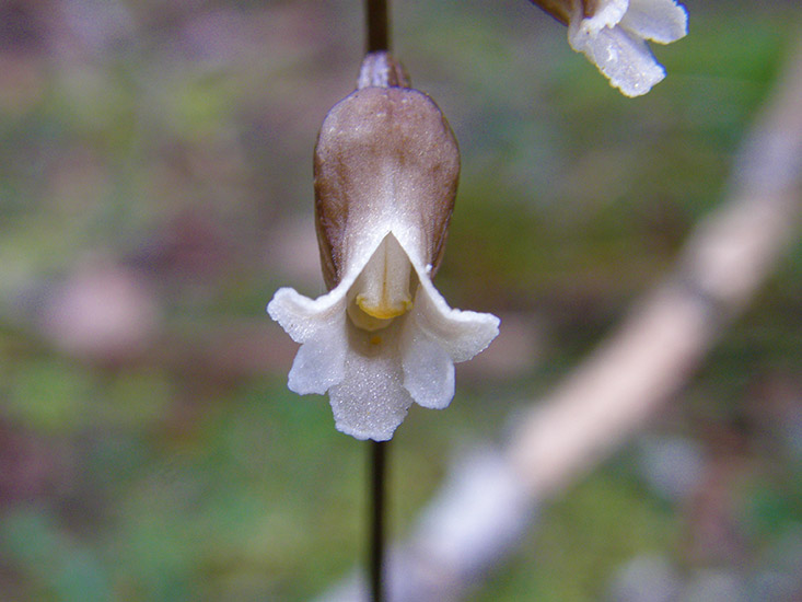 Potato Orchid