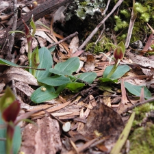 Common Bird Orchid Cluster