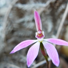 Dusky Calandenia Orchid