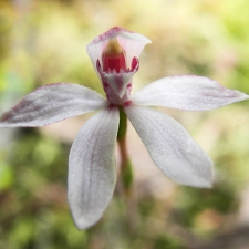 Elegant Calandenia Orchid