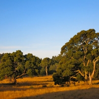 East from the Verandah