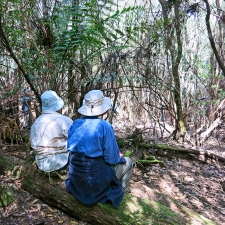 Resting among the ferns