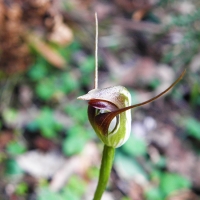 Maroon Hood Orchid