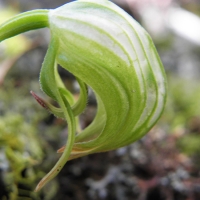 Nodding Green Hood Orchid