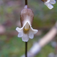 Potato Orchid